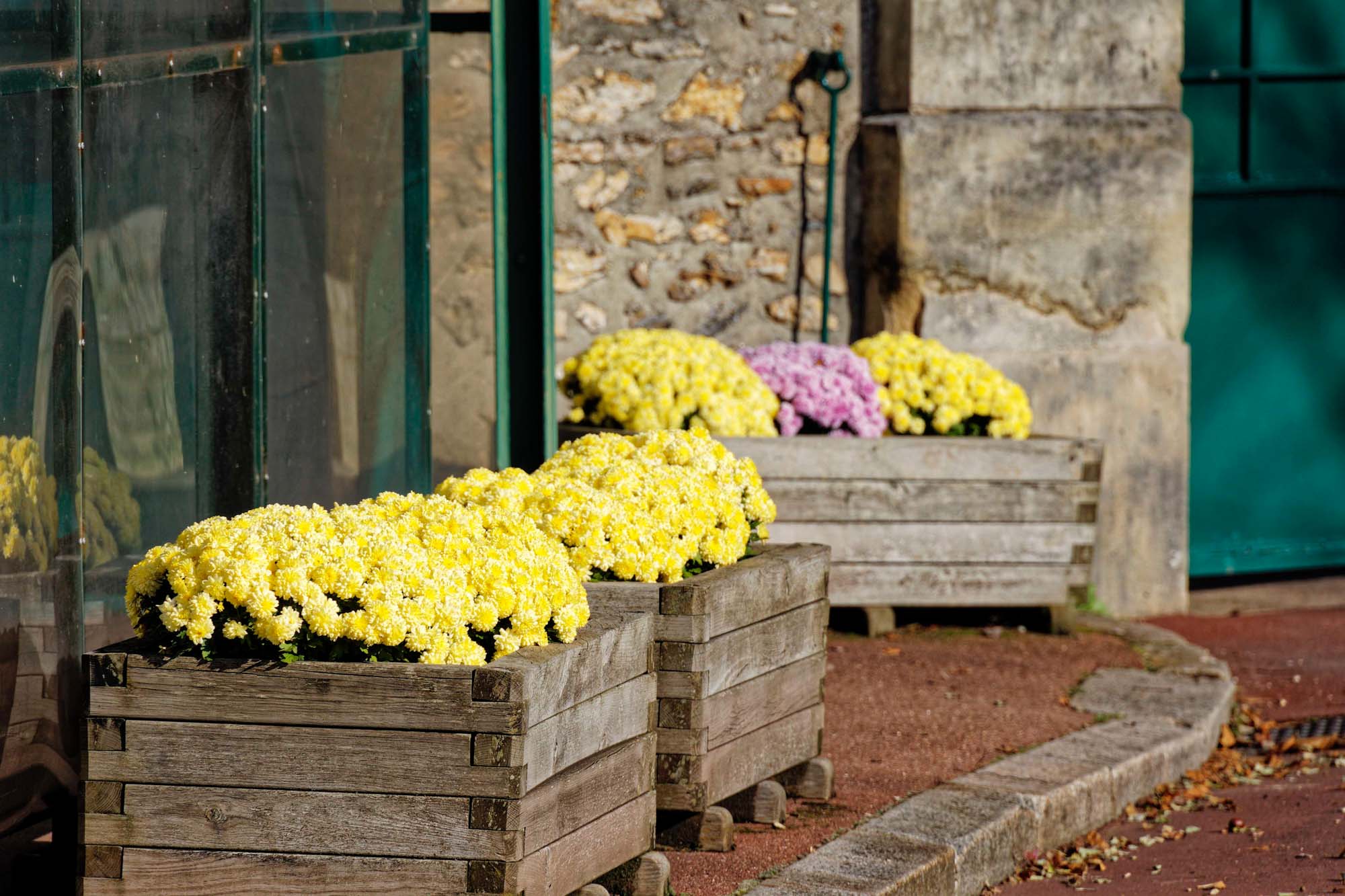 Chrysanthèmes d'automne, Sèvres