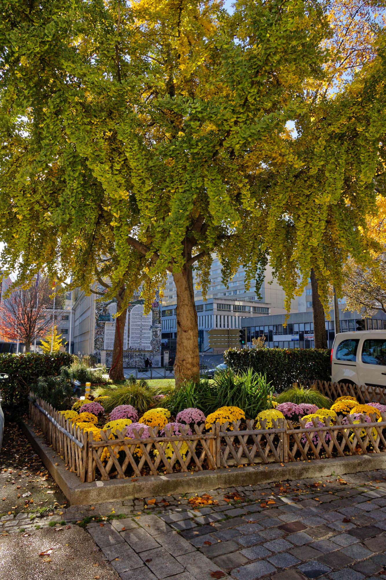 Chrysanthèmes d'automne, Sèvres