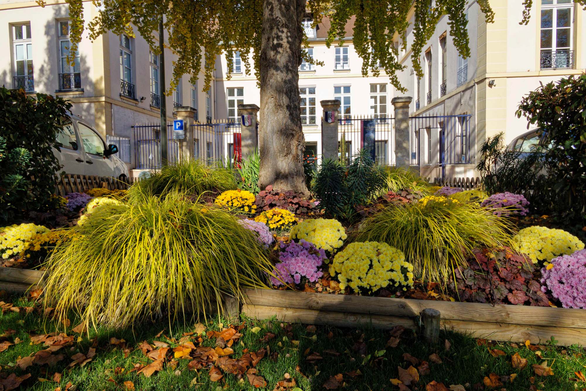 Chrysanthèmes d'automne, Sèvres
