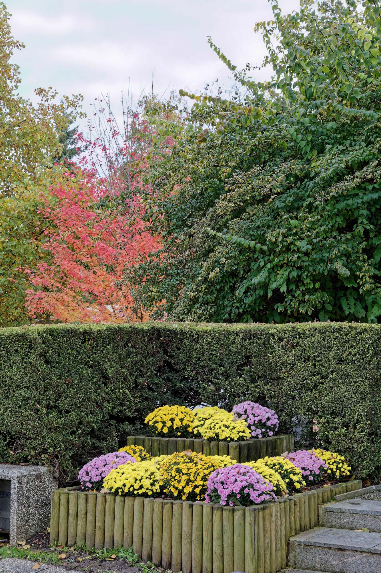 Chrysanthèmes d'automne, Ville-d'Avray