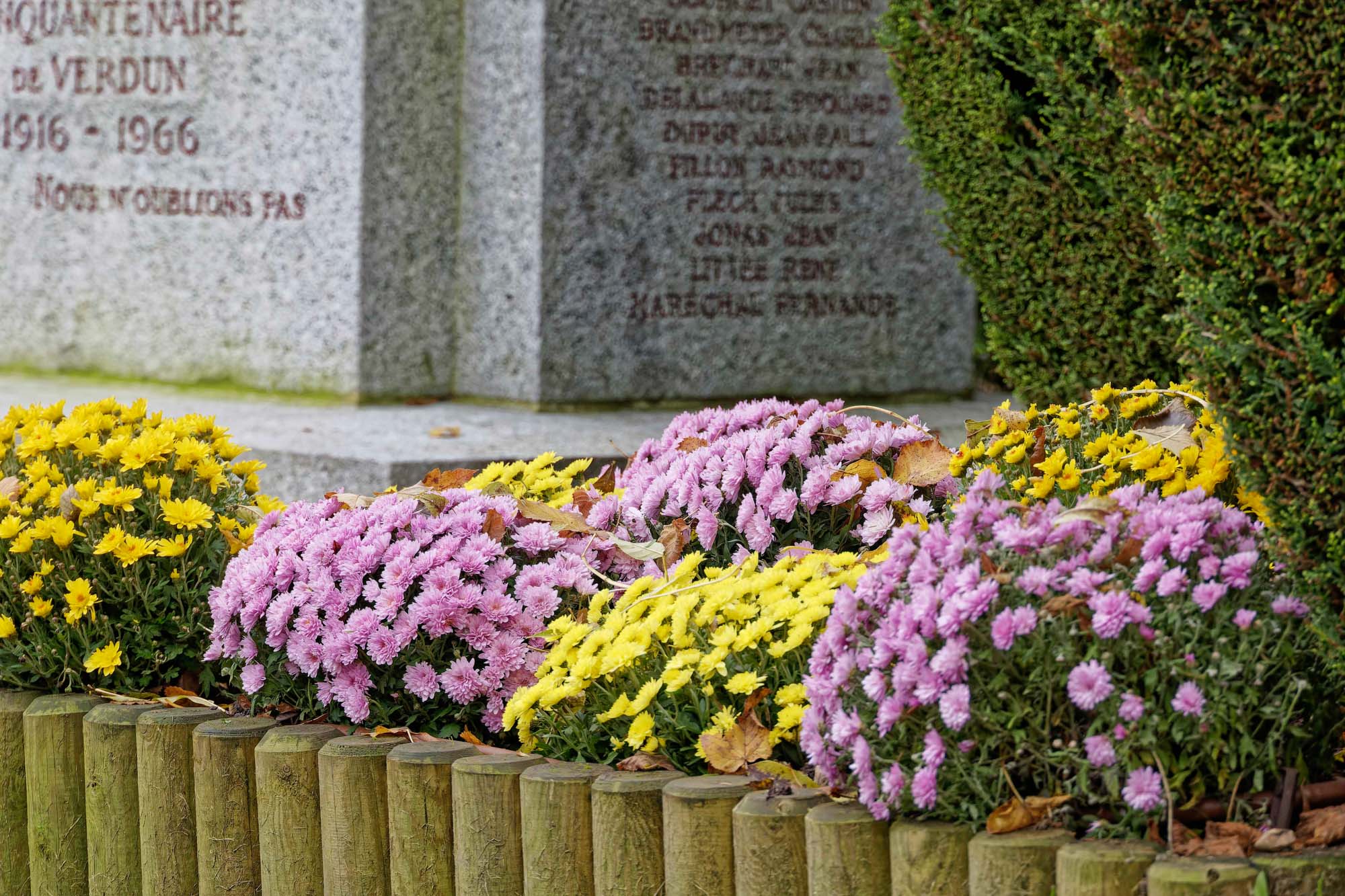 Chrysanthèmes d'automne, Ville-d'Avray