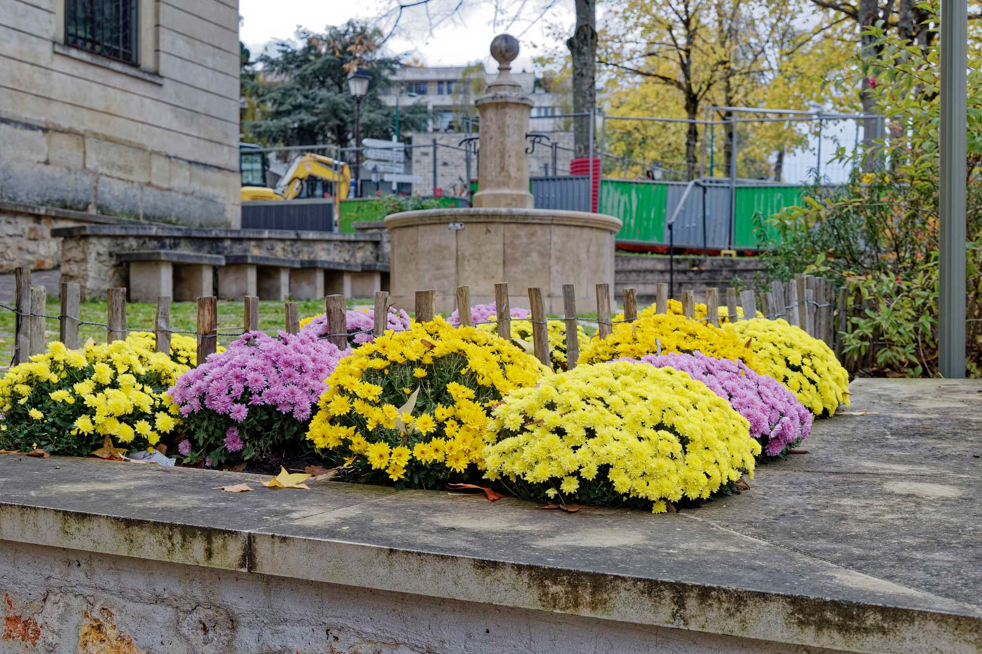 Chrysanthèmes d'automne, Ville-d'Avray