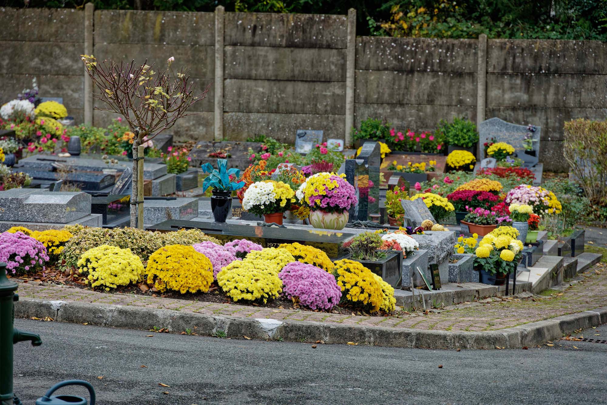 Chrysanthèmes d'automne, Ville-d'Avray