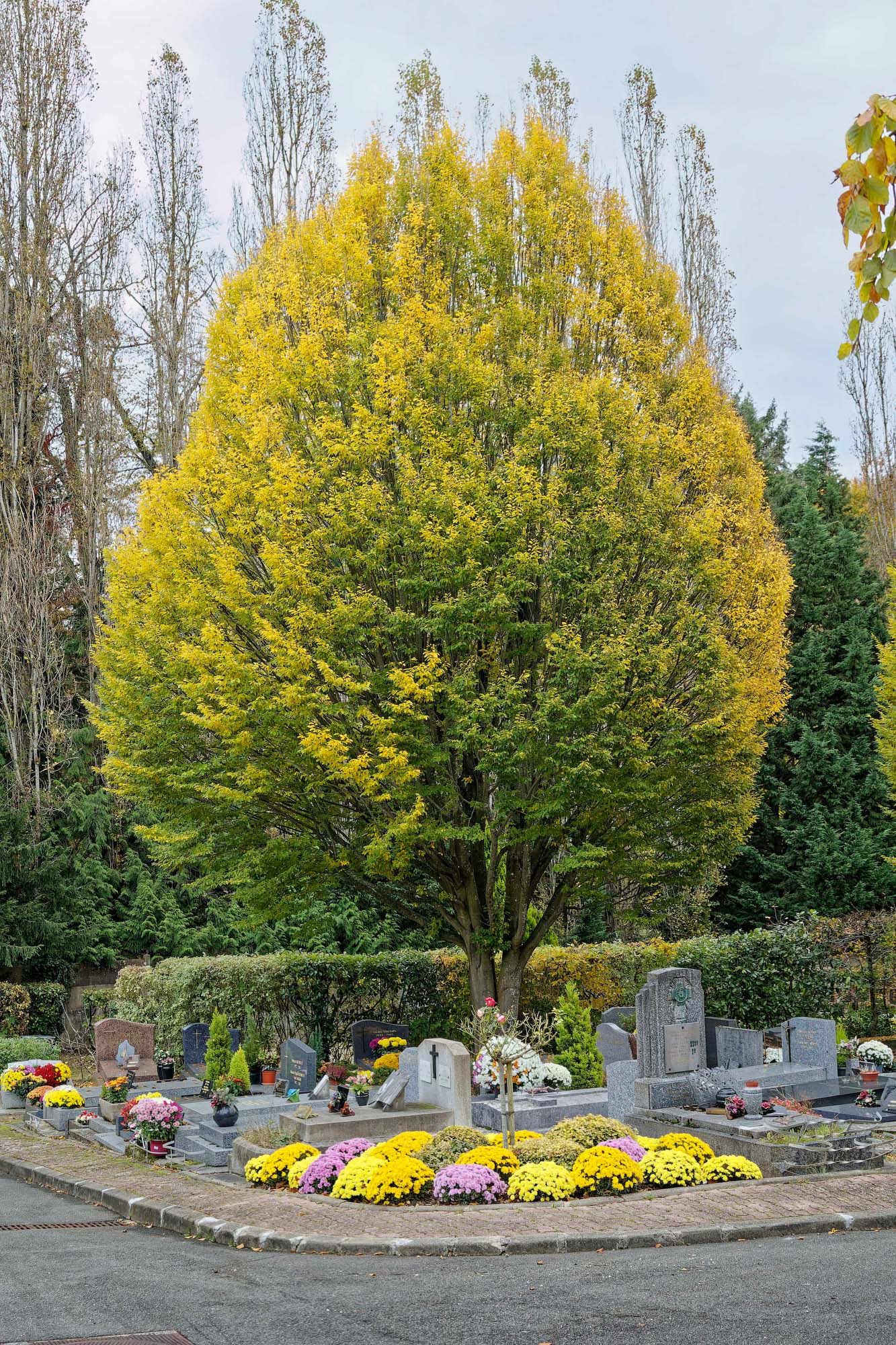 Chrysanthèmes d'automne, Ville-d'Avray