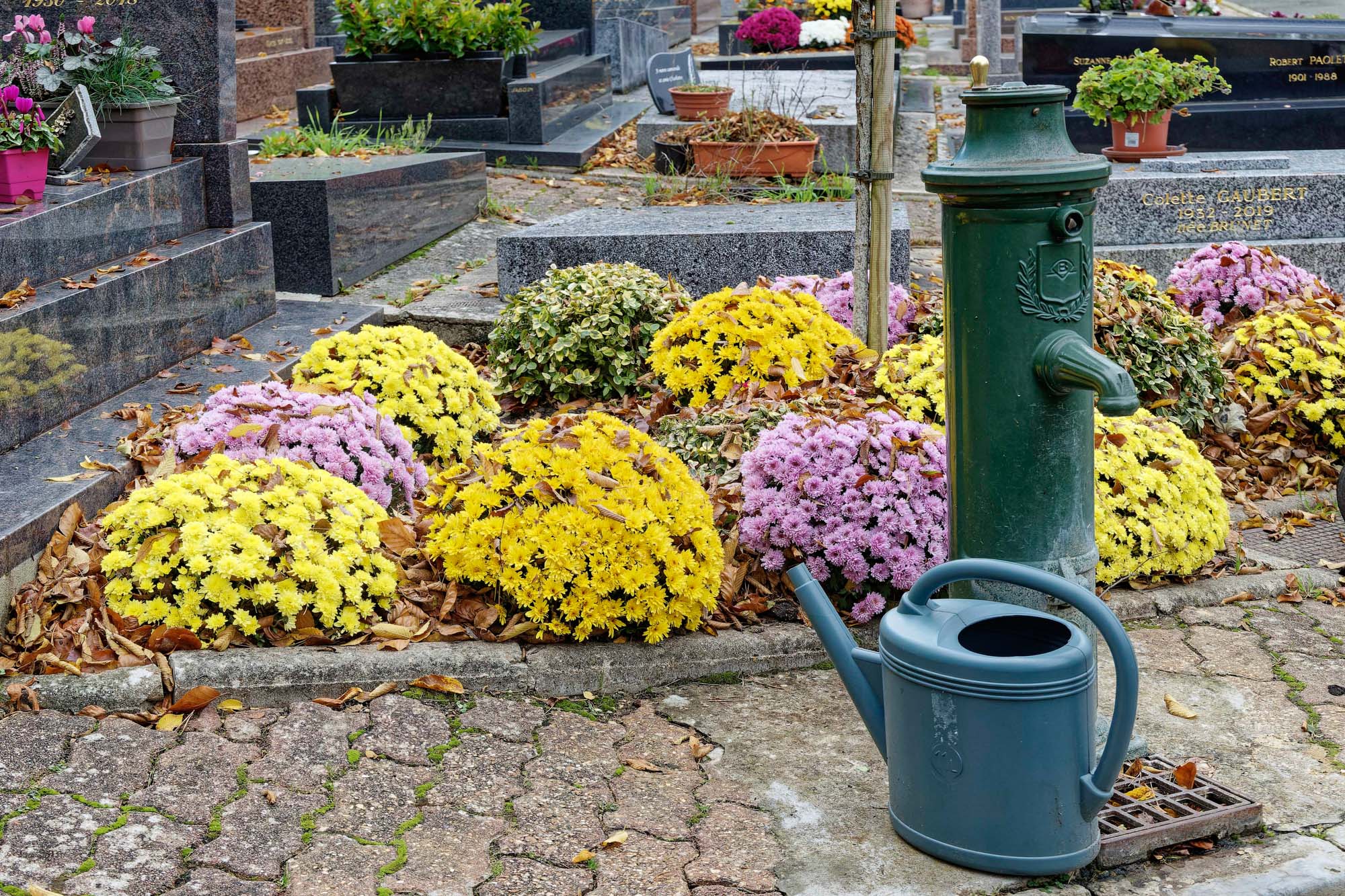 Chrysanthèmes d'automne, Ville-d'Avray