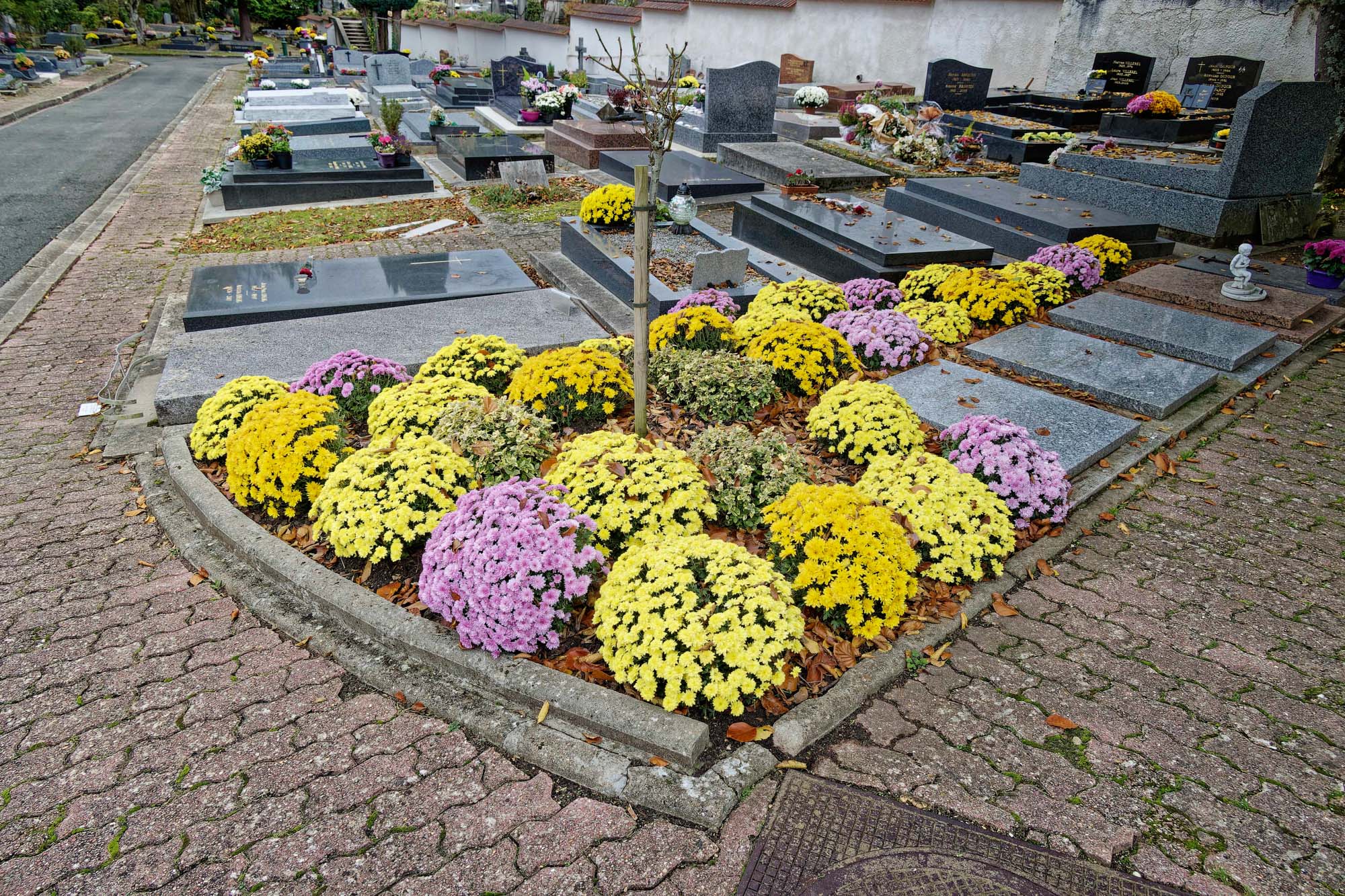 Chrysanthèmes d'automne, Ville-d'Avray