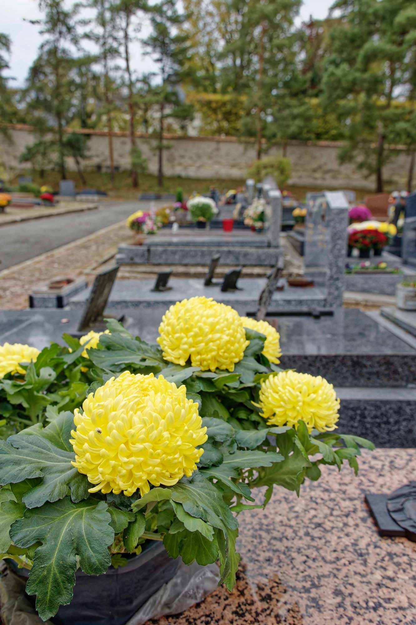 Chrysanthèmes d'automne, Ville-d'Avray