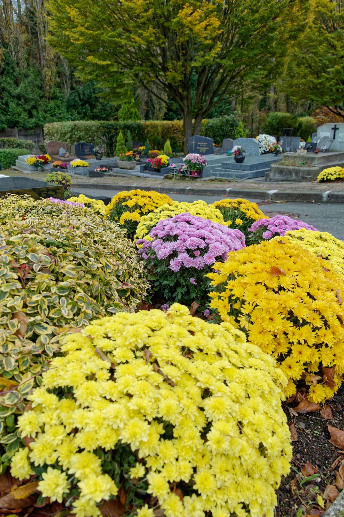 Chrysanthèmes d'automne, Ville-d'Avray