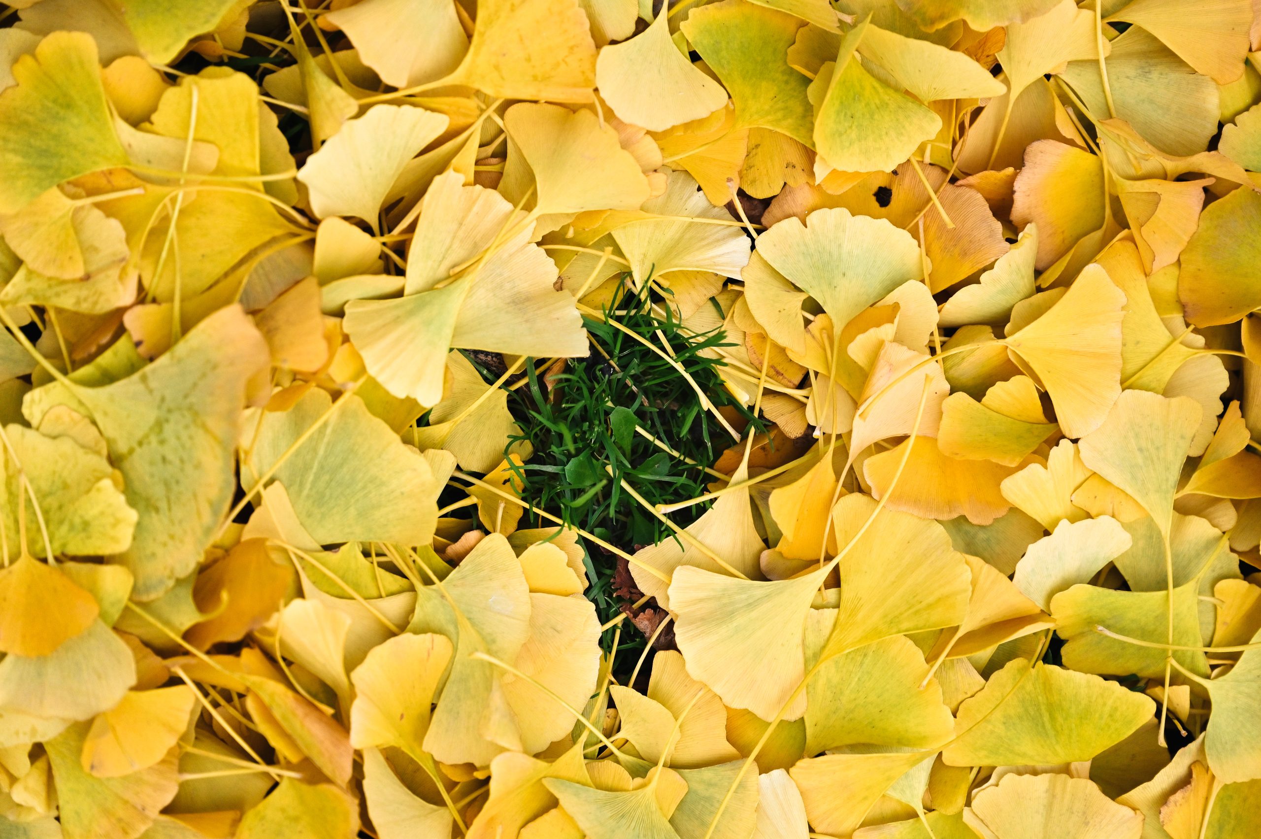 feuilles jaunes
