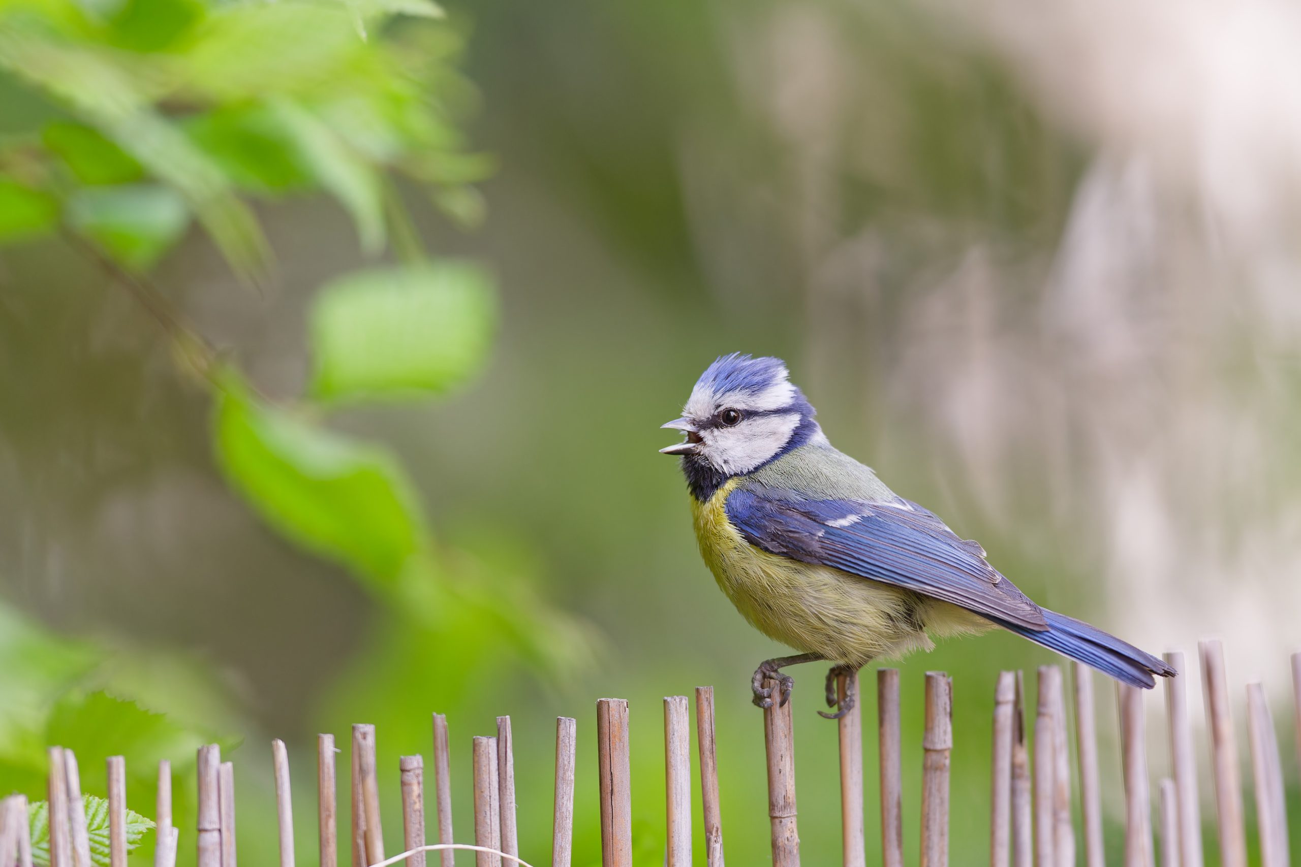 Mésange bleue sur une barrière